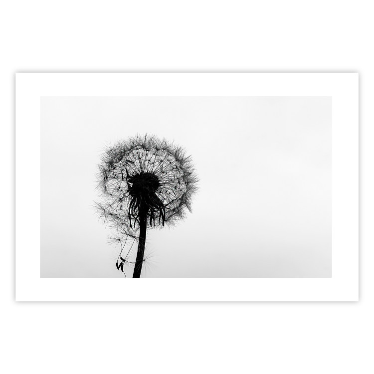 Poster Loneliness - black and white composition with a solitary delicate dandelion 114995 additionalImage 25