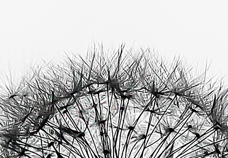 Poster Loneliness - black and white composition with a solitary delicate dandelion 114995 additionalImage 10