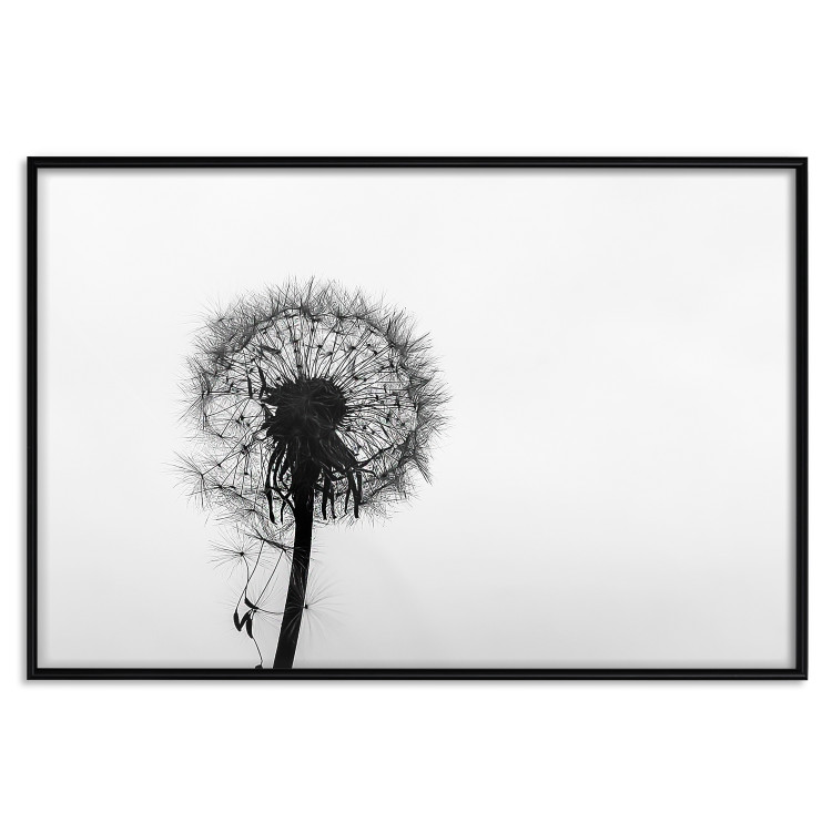 Poster Loneliness - black and white composition with a solitary delicate dandelion 114995 additionalImage 24