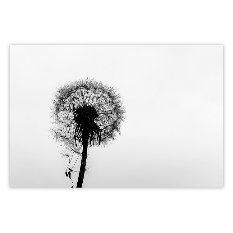 Poster Loneliness - black and white composition with a solitary delicate dandelion 114995
