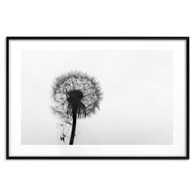 Poster Loneliness - black and white composition with a solitary delicate dandelion 114995 additionalImage 17