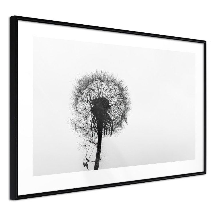 Poster Loneliness - black and white composition with a solitary delicate dandelion 114995 additionalImage 13
