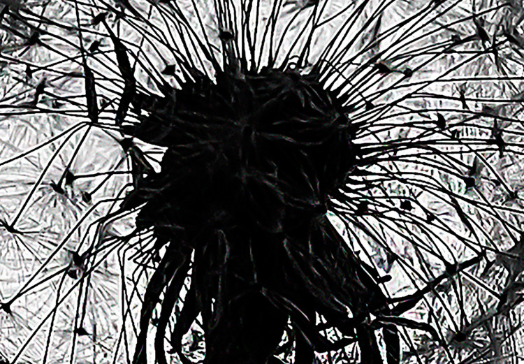 Poster Loneliness - black and white composition with a solitary delicate dandelion 114995 additionalImage 11