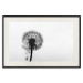 Poster Loneliness - black and white composition with a solitary delicate dandelion 114995 additionalThumb 18