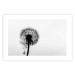 Poster Loneliness - black and white composition with a solitary delicate dandelion 114995 additionalThumb 25
