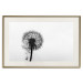 Poster Loneliness - black and white composition with a solitary delicate dandelion 114995 additionalThumb 19