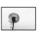 Poster Loneliness - black and white composition with a solitary delicate dandelion 114995 additionalThumb 24