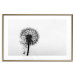 Poster Loneliness - black and white composition with a solitary delicate dandelion 114995 additionalThumb 16