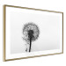 Poster Loneliness - black and white composition with a solitary delicate dandelion 114995 additionalThumb 8