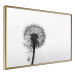 Poster Loneliness - black and white composition with a solitary delicate dandelion 114995 additionalThumb 14