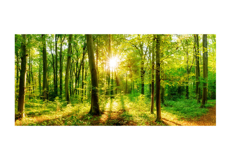 Photo Wallpaper Forest rays - nature landscape with forest path in sunshine 118195 additionalImage 1