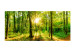Photo Wallpaper Forest rays - nature landscape with forest path in sunshine 118195 additionalThumb 1