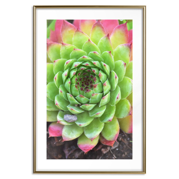 Wall Poster Succulent - botanical composition with green-pink tropical leaves 114306 additionalImage 16