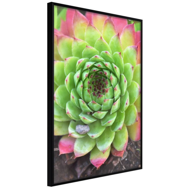 Wall Poster Succulent - botanical composition with green-pink tropical leaves 114306 additionalImage 2