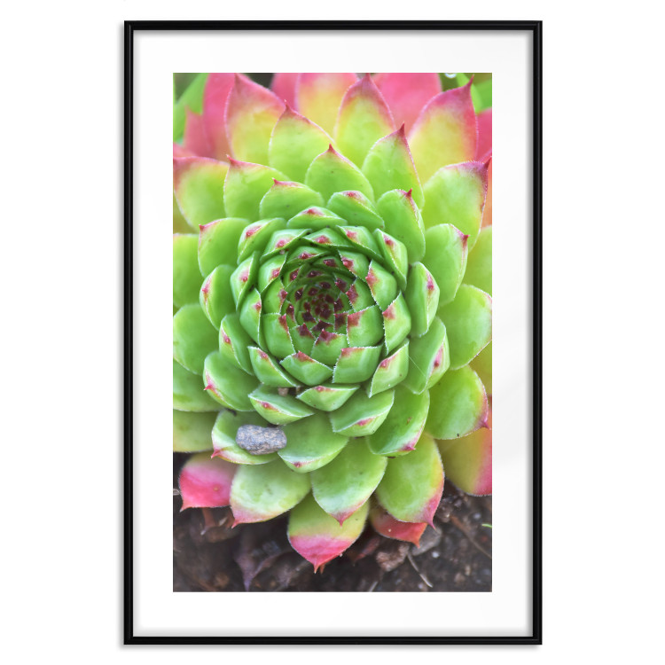Wall Poster Succulent - botanical composition with green-pink tropical leaves 114306 additionalImage 17
