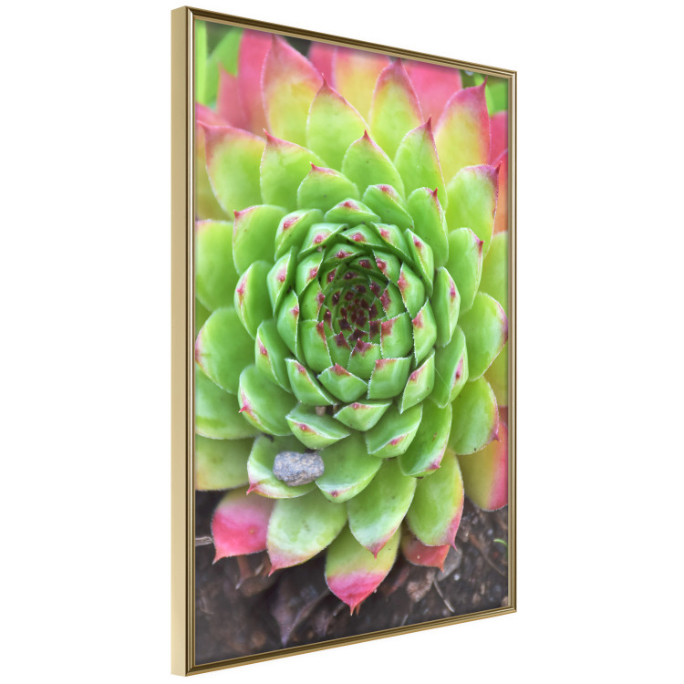 Wall Poster Succulent - botanical composition with green-pink tropical leaves 114306 additionalImage 3
