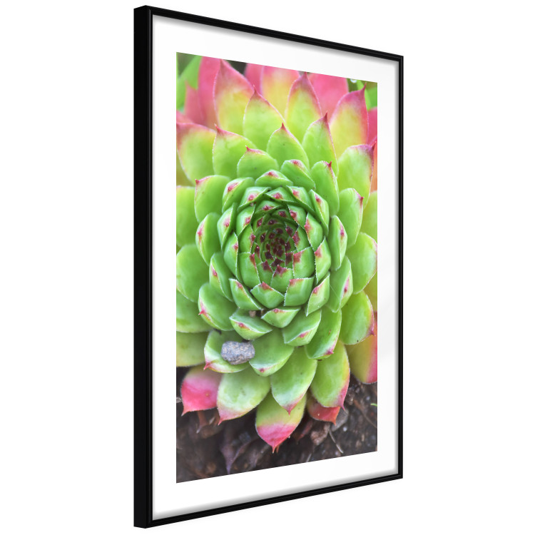 Wall Poster Succulent - botanical composition with green-pink tropical leaves 114306 additionalImage 12