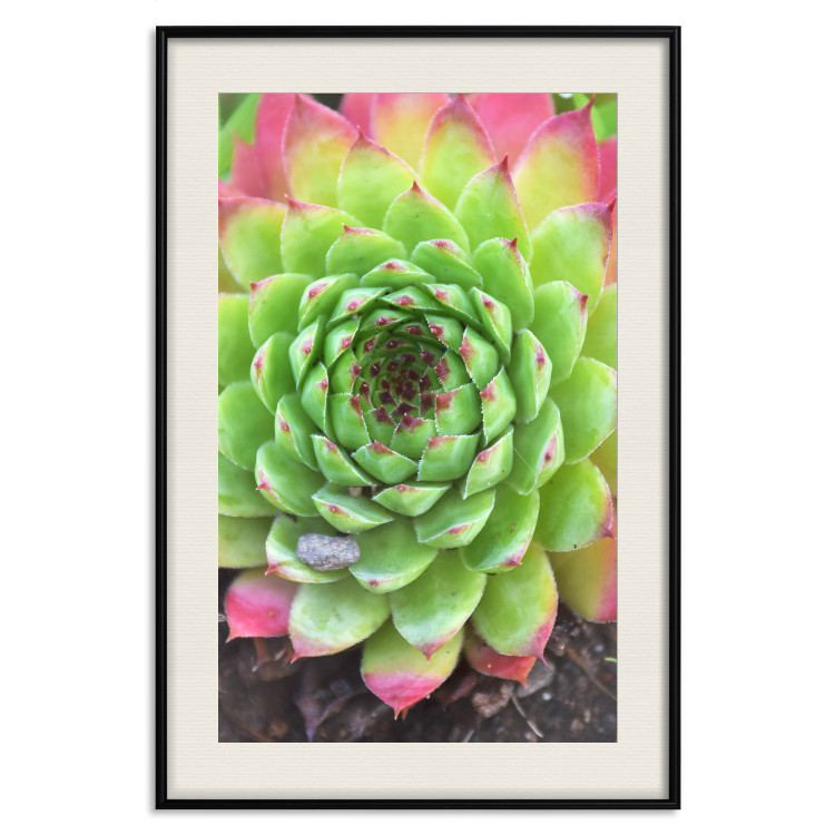 Wall Poster Succulent - botanical composition with green-pink tropical leaves 114306 additionalImage 18