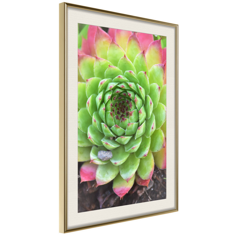 Wall Poster Succulent - botanical composition with green-pink tropical leaves 114306 additionalImage 14