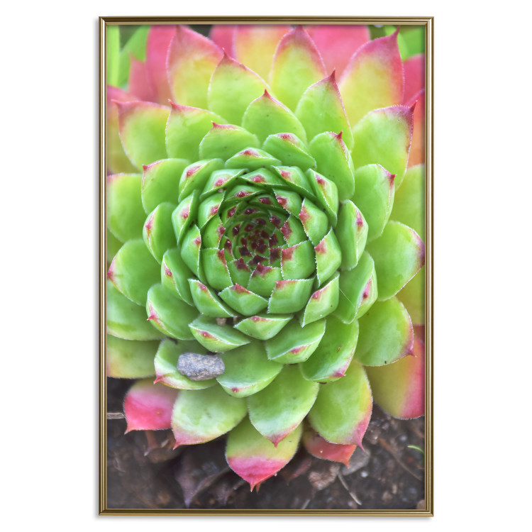 Wall Poster Succulent - botanical composition with green-pink tropical leaves 114306 additionalImage 20