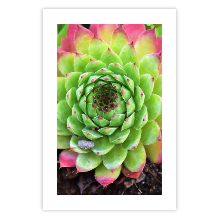 Wall Poster Succulent - botanical composition with green-pink tropical leaves 114306 additionalImage 25
