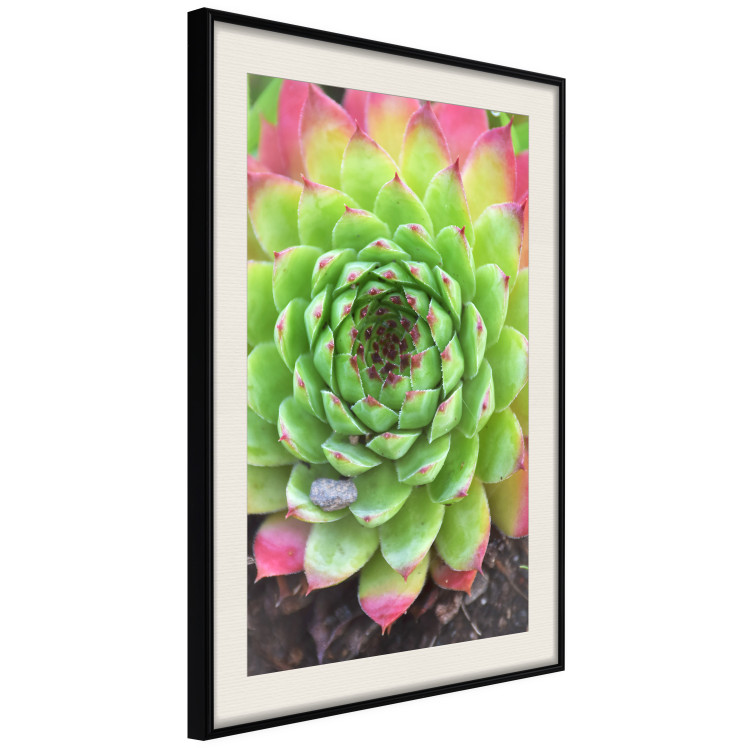 Wall Poster Succulent - botanical composition with green-pink tropical leaves 114306 additionalImage 13