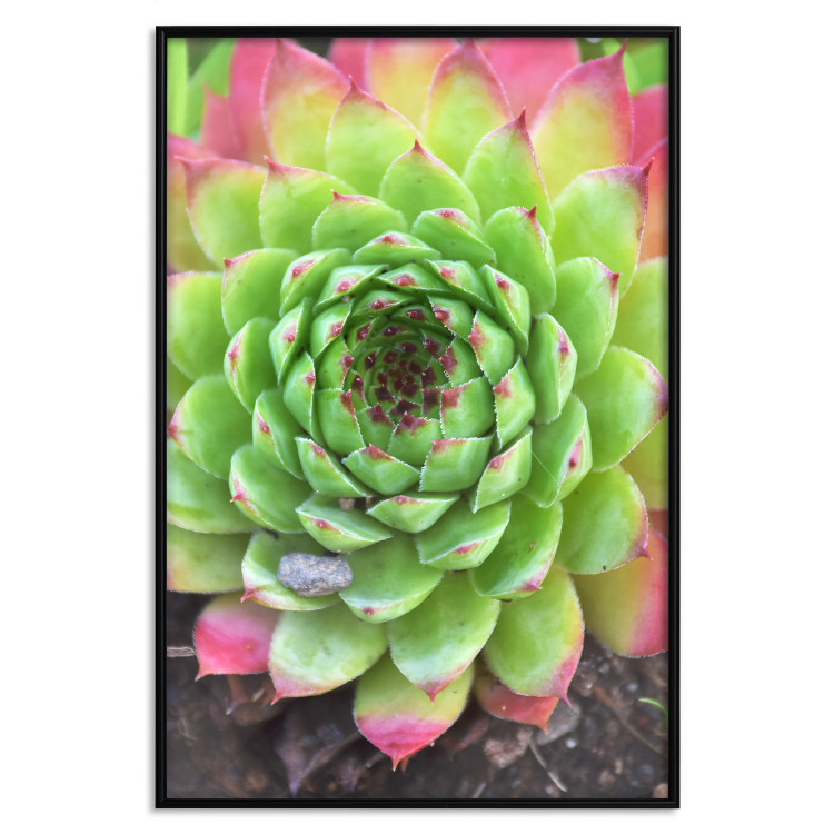 Wall Poster Succulent - botanical composition with green-pink tropical leaves 114306 additionalImage 24