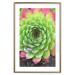 Wall Poster Succulent - botanical composition with green-pink tropical leaves 114306 additionalThumb 16