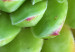 Wall Poster Succulent - botanical composition with green-pink tropical leaves 114306 additionalThumb 4