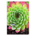 Wall Poster Succulent - botanical composition with green-pink tropical leaves 114306