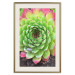 Wall Poster Succulent - botanical composition with green-pink tropical leaves 114306 additionalThumb 19