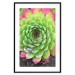 Wall Poster Succulent - botanical composition with green-pink tropical leaves 114306 additionalThumb 17