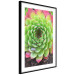 Wall Poster Succulent - botanical composition with green-pink tropical leaves 114306 additionalThumb 12