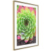 Wall Poster Succulent - botanical composition with green-pink tropical leaves 114306 additionalThumb 11