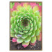 Wall Poster Succulent - botanical composition with green-pink tropical leaves 114306 additionalThumb 16