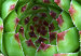 Wall Poster Succulent - botanical composition with green-pink tropical leaves 114306 additionalThumb 5