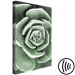 Canvas Art Print Green Rebirth (1-part) - Cactus Nature in Sage Green Shade 117106 additionalThumb 6