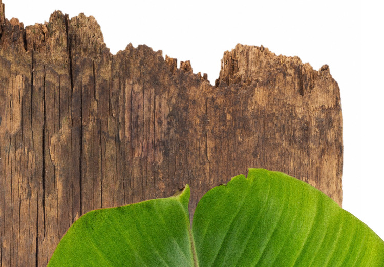 Poster Gravity of Nature - green leaf and wooden piece of plank on a white background 122606 additionalImage 10