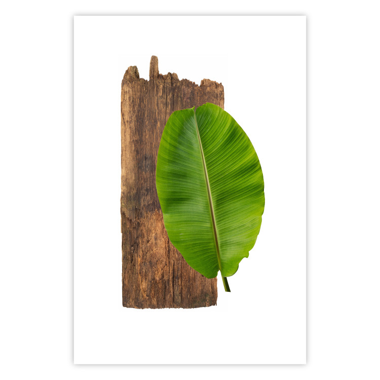Poster Gravity of Nature - green leaf and wooden piece of plank on a white background 122606 additionalImage 25