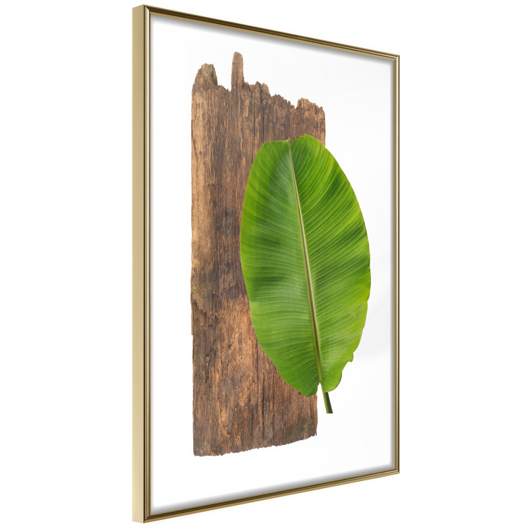 Poster Gravity of Nature - green leaf and wooden piece of plank on a white background 122606 additionalImage 14