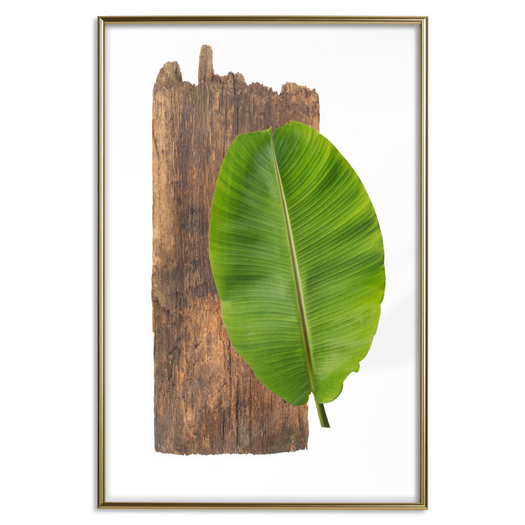 Poster Gravity of Nature - green leaf and wooden piece of plank on a white background 122606 additionalImage 20