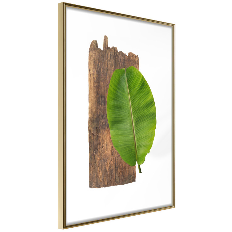 Poster Gravity of Nature - green leaf and wooden piece of plank on a white background 122606 additionalImage 8