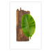 Poster Gravity of Nature - green leaf and wooden piece of plank on a white background 122606 additionalThumb 25