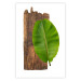 Poster Gravity of Nature - green leaf and wooden piece of plank on a white background 122606