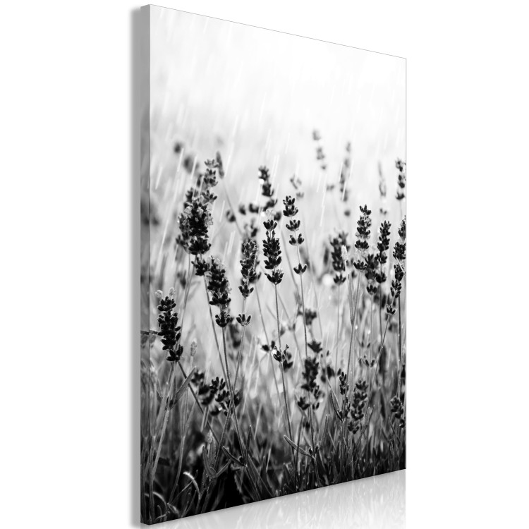 Canvas Blooming lavender - meadow with lavender flowers black and white photo 123806 additionalImage 2