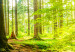 Large canvas print Window: View on Forest [Large Format] 128706 additionalThumb 5