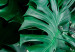 Poster Dense Jungle - plant composition of tropical greenish jungle 134506 additionalThumb 11