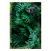 Poster Dense Jungle - plant composition of tropical greenish jungle 134506