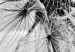 Round Canvas The Power of Nature - A Black and White Close-up of a Dandelion in the Wind 148606 additionalThumb 3