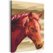 Paint by number Brown Horse 107516 additionalThumb 5